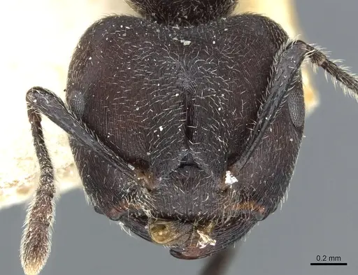 Crematogaster transiens specimen