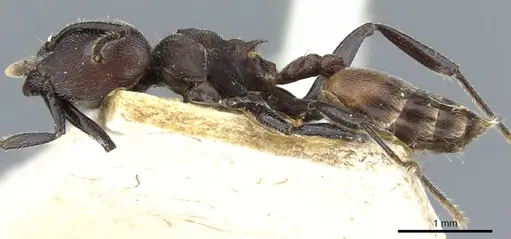 Crematogaster transiens specimen