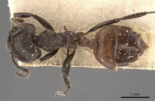 Crematogaster transiens - CASENT0908633