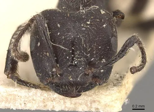 Crematogaster transiens - CASENT0908633