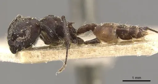 Crematogaster transiens - CASENT0908633