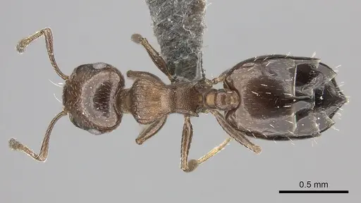 Crematogaster transvaalensis specimen