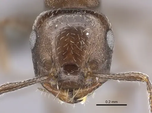 Crematogaster transvaalensis specimen