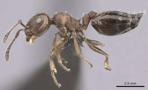 Crematogaster transvaalensis specimen