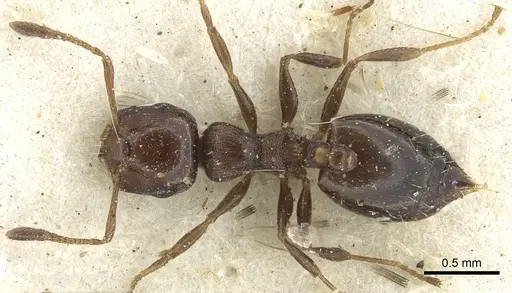 Crematogaster transvaalensis - CASENT0902065