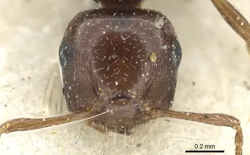 Crematogaster transvaalensis - CASENT0902065