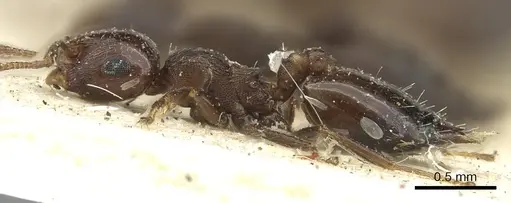 Crematogaster transvaalensis - CASENT0902065