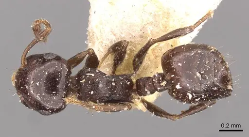 Crematogaster transvaalensis - CASENT0908364