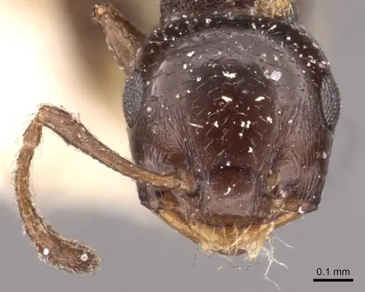 Crematogaster transvaalensis - CASENT0908364