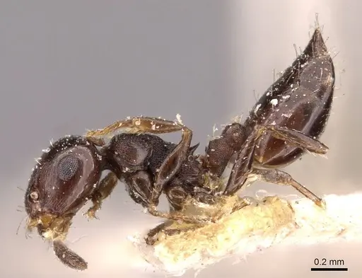 Crematogaster transvaalensis - CASENT0908364