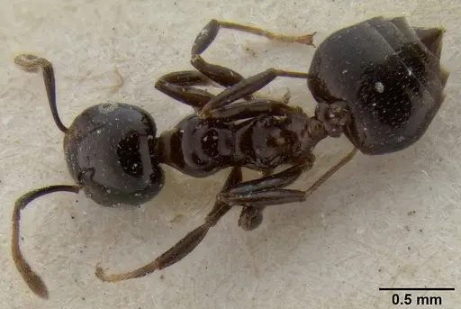 Crematogaster trautweini specimen