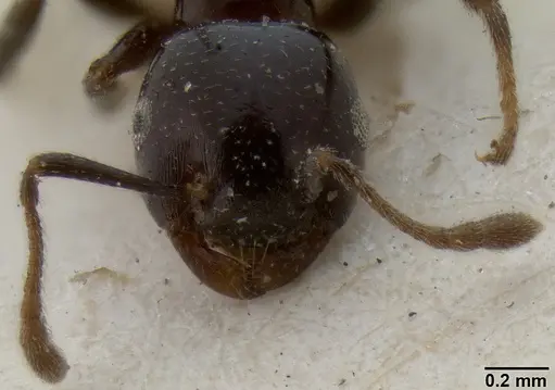 Crematogaster trautweini specimen