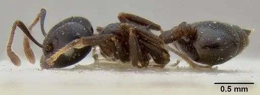 Crematogaster trautweini specimen
