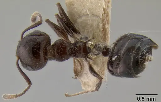 Crematogaster travancorensis specimen