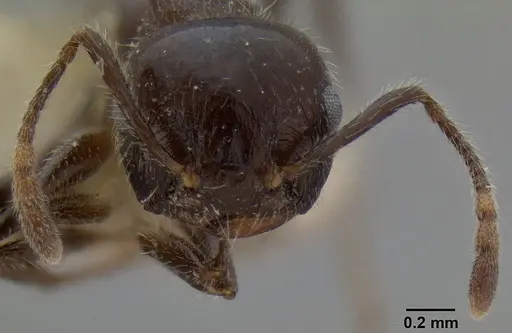 Crematogaster travancorensis specimen