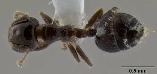 Crematogaster treubi specimen
