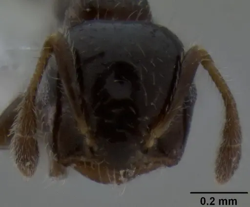Crematogaster treubi specimen