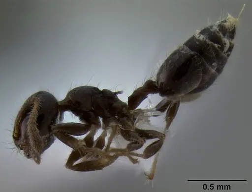Crematogaster treubi specimen
