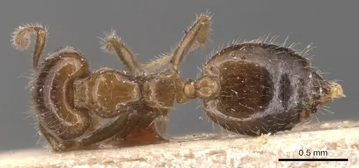 Crematogaster treubi - CASENT0904497