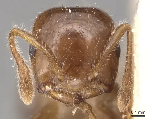 Crematogaster treubi - CASENT0904497