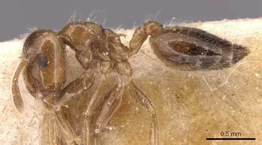 Crematogaster treubi - CASENT0904497