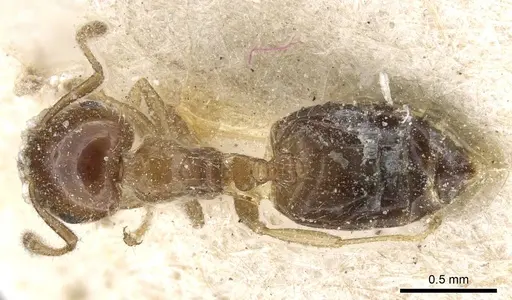 Crematogaster treubi - CASENT0905376