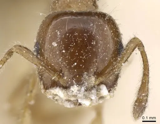 Crematogaster treubi - CASENT0905376