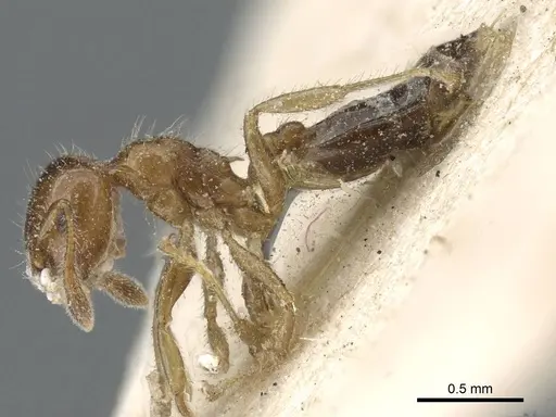 Crematogaster treubi - CASENT0905376