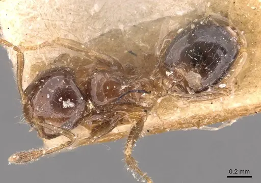 Crematogaster treubi - CASENT0908371