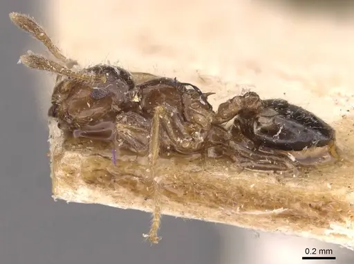 Crematogaster treubi - CASENT0908371