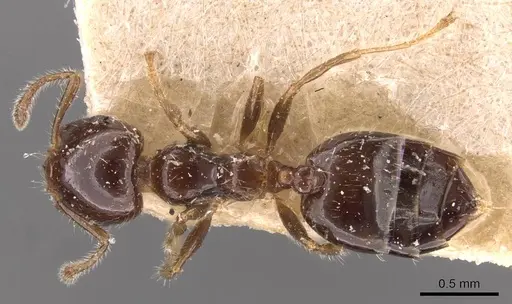 Crematogaster treubi - CASENT0908373