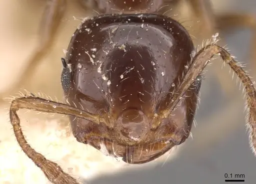 Crematogaster treubi - CASENT0908373
