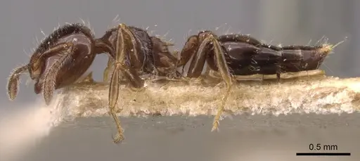 Crematogaster treubi - CASENT0908373