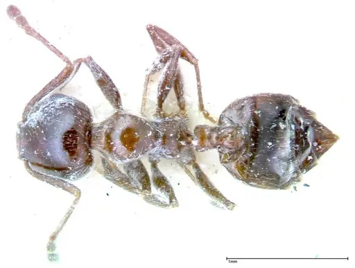 Crematogaster treubi - FOCOL0261