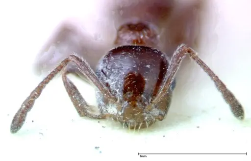 Crematogaster treubi - FOCOL0261