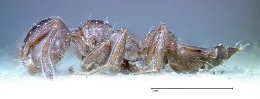 Crematogaster treubi - FOCOL0261