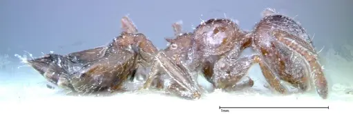 Crematogaster treubi - FOCOL0261