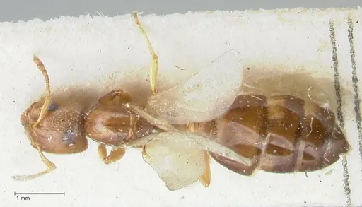 Crematogaster treubi - FOCOL1632