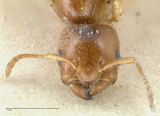Crematogaster treubi - FOCOL1632