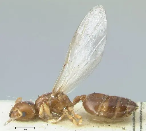 Crematogaster treubi - FOCOL1632