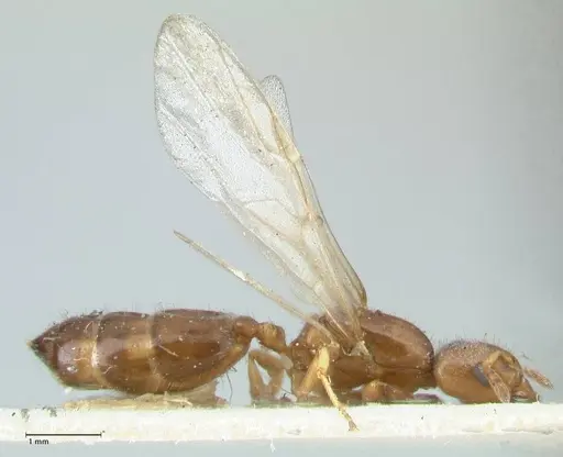 Crematogaster treubi - FOCOL1632
