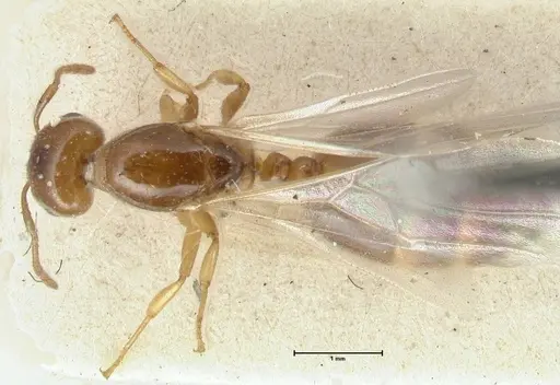 Crematogaster treubi - FOCOL1633