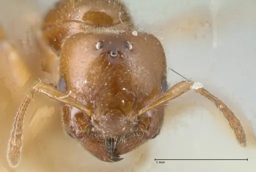Crematogaster treubi - FOCOL1633