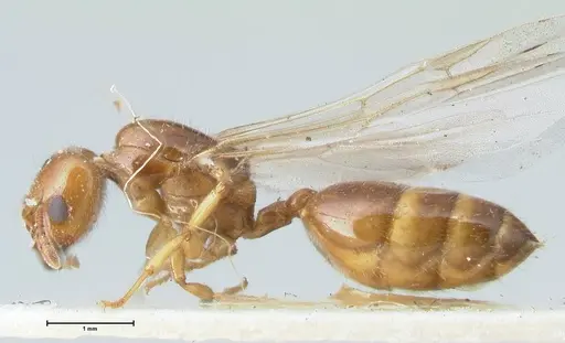 Crematogaster treubi - FOCOL1633