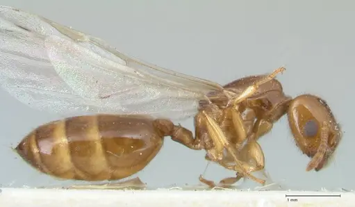 Crematogaster treubi - FOCOL1633