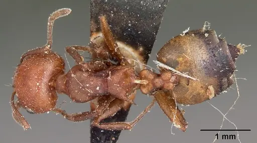 Crematogaster tricolor specimen