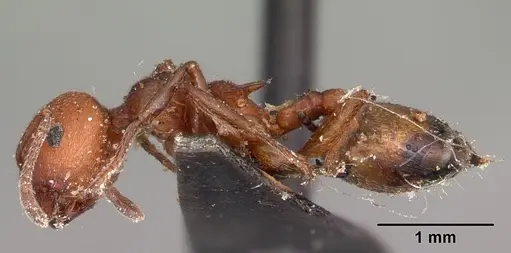 Crematogaster tricolor specimen