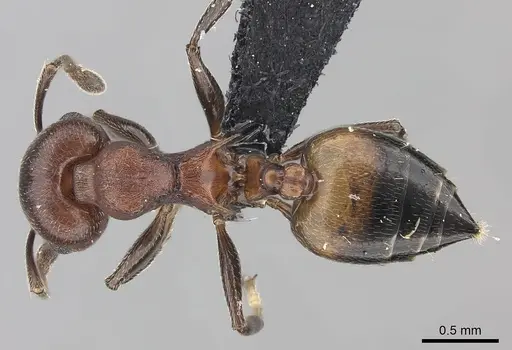 Crematogaster tricolor - CASENT0120944
