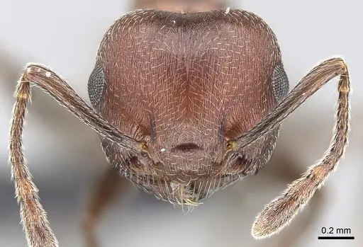Crematogaster tricolor - CASENT0120944