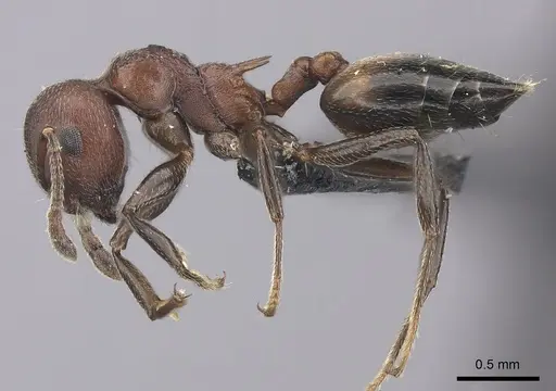 Crematogaster tricolor - CASENT0120944